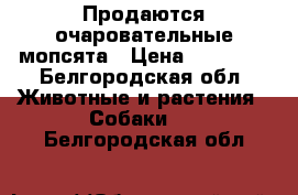 Продаются очаровательные мопсята › Цена ­ 12 000 - Белгородская обл. Животные и растения » Собаки   . Белгородская обл.